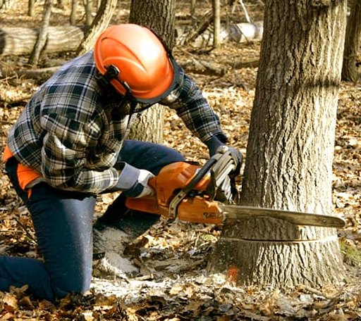 Tree Removal in Staffordsville, VA